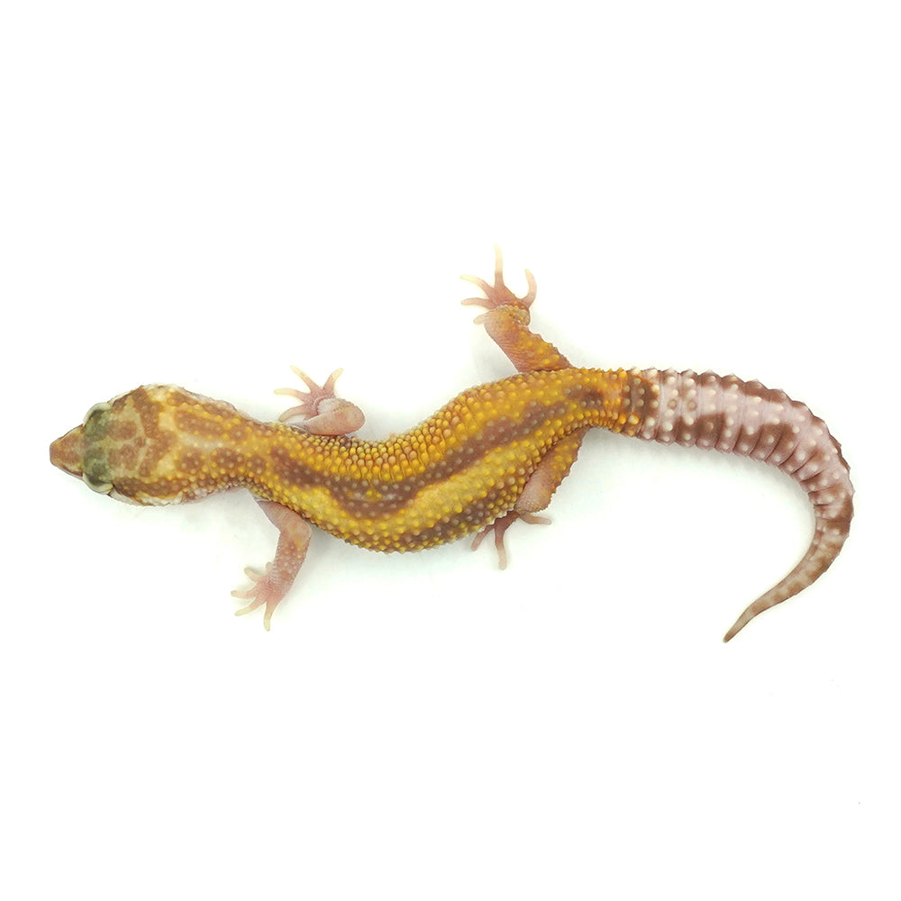 Snow RS Leopard Gecko