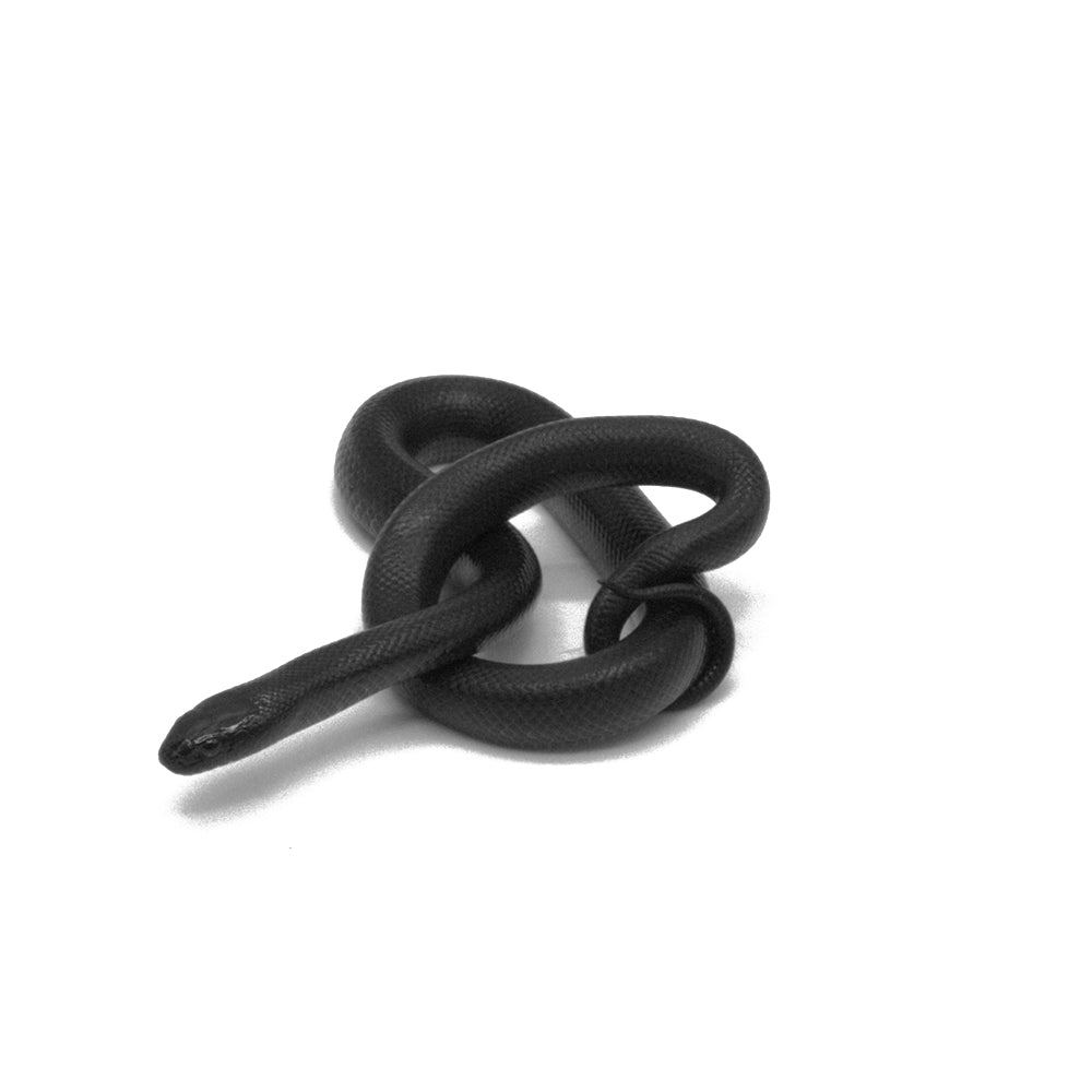 Black Mexican Kingsnake