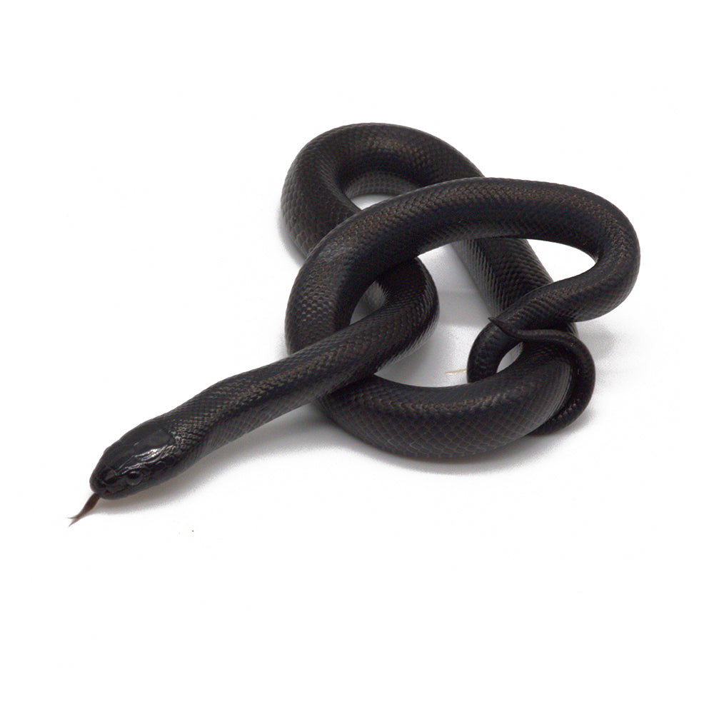 Black Mexican Kingsnake