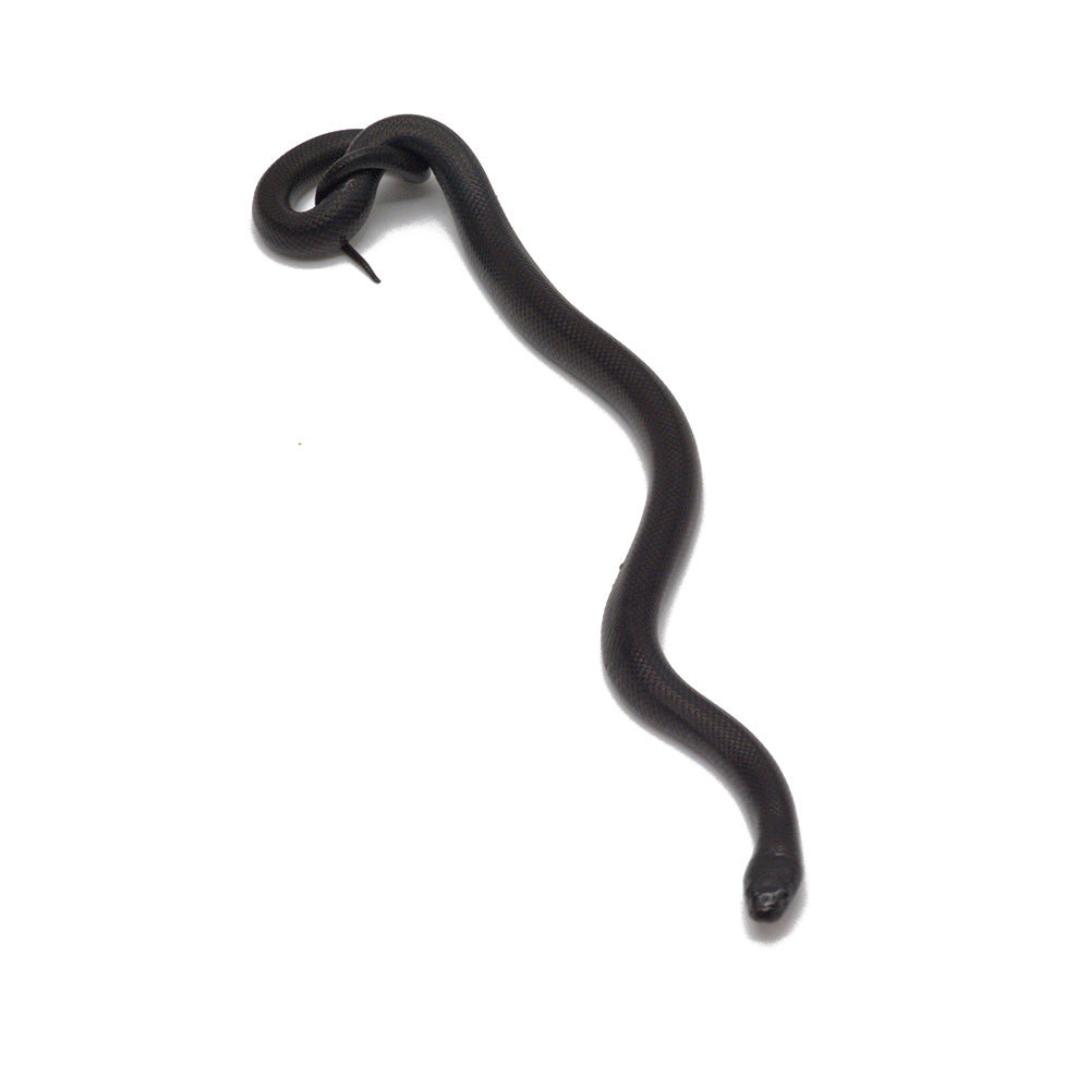 Black Mexican Kingsnake