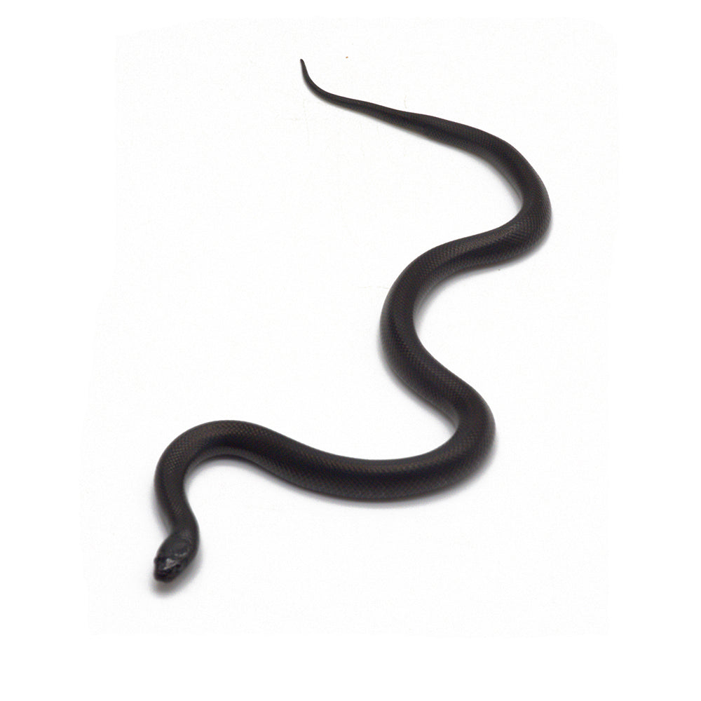 Black Mexican Kingsnake