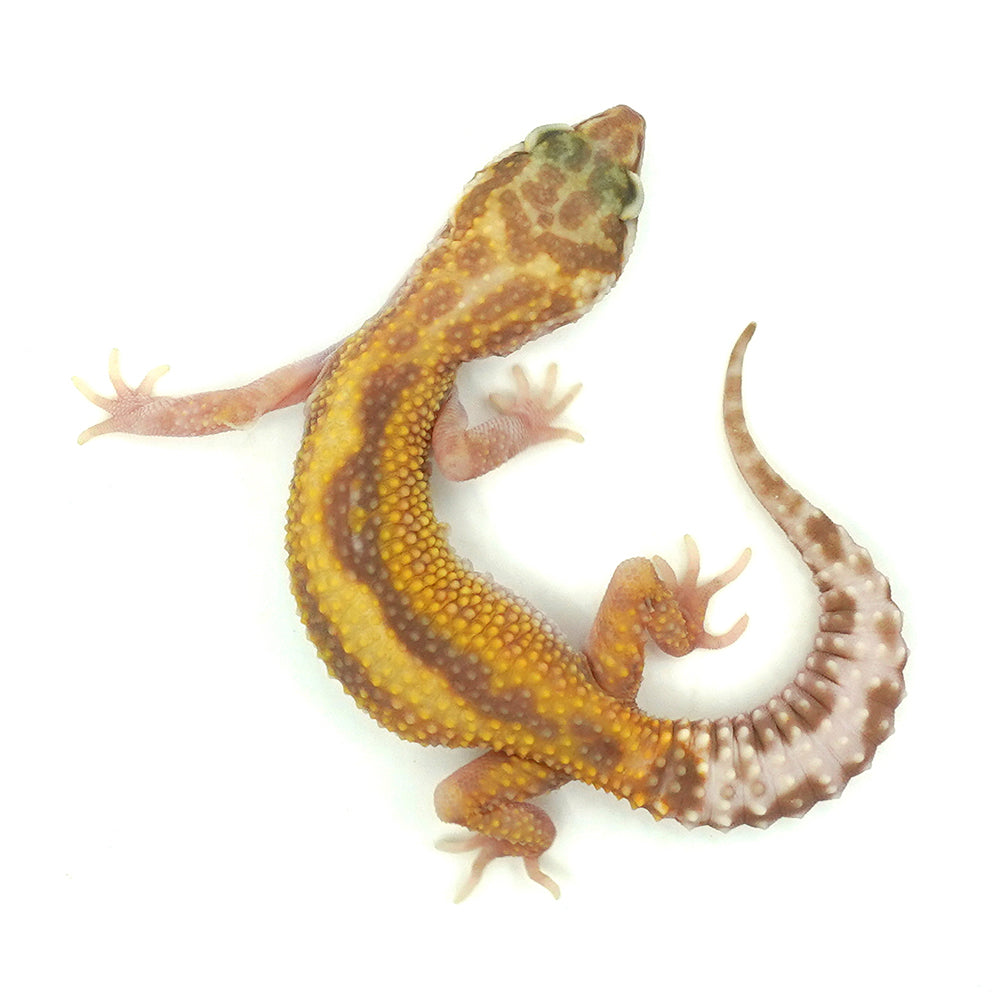 Snow RS Leopard Gecko