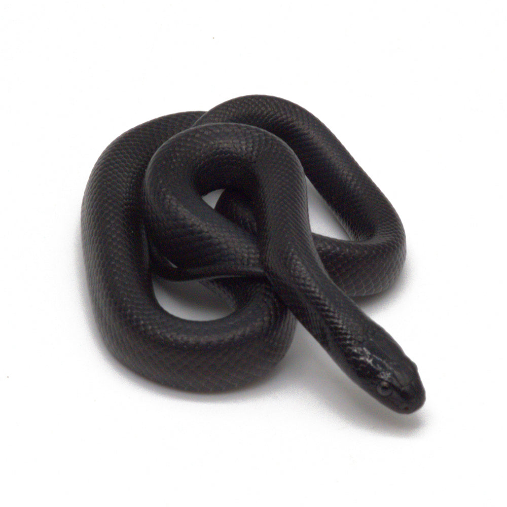 Black Mexican Kingsnake