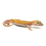 Snow RS Leopard Gecko