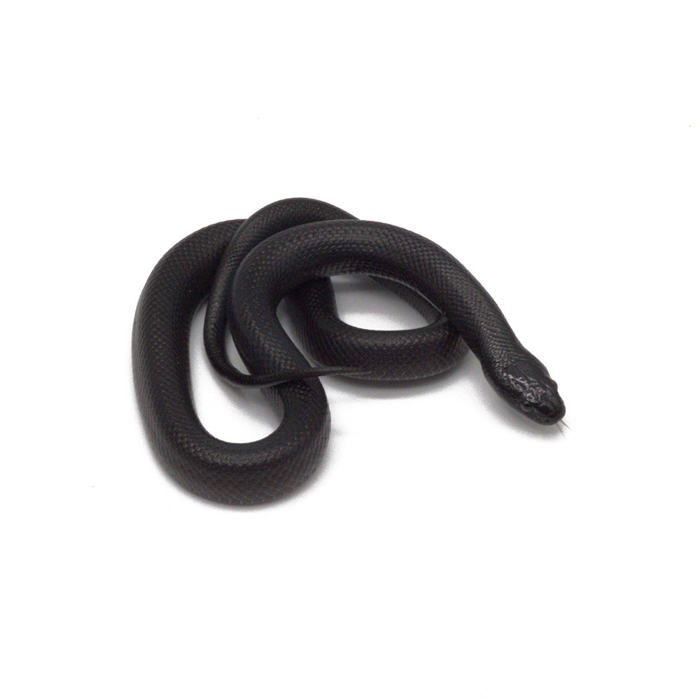Black Mexican Kingsnake