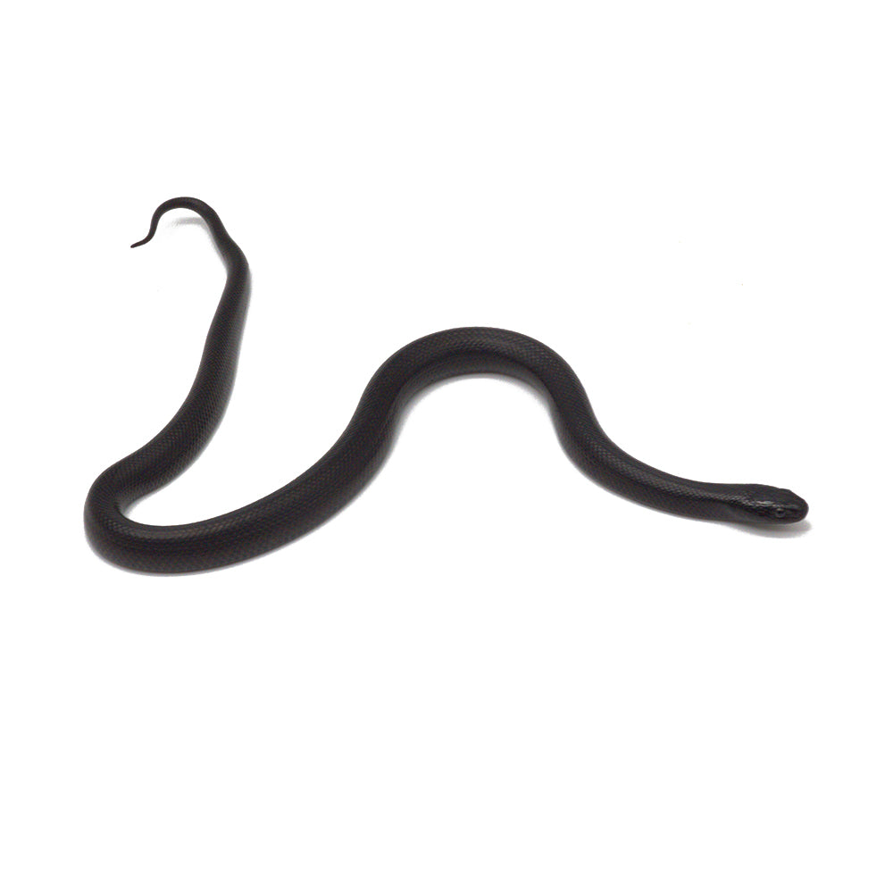 Black Mexican Kingsnake