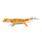 Sunglow Leopard Gecko