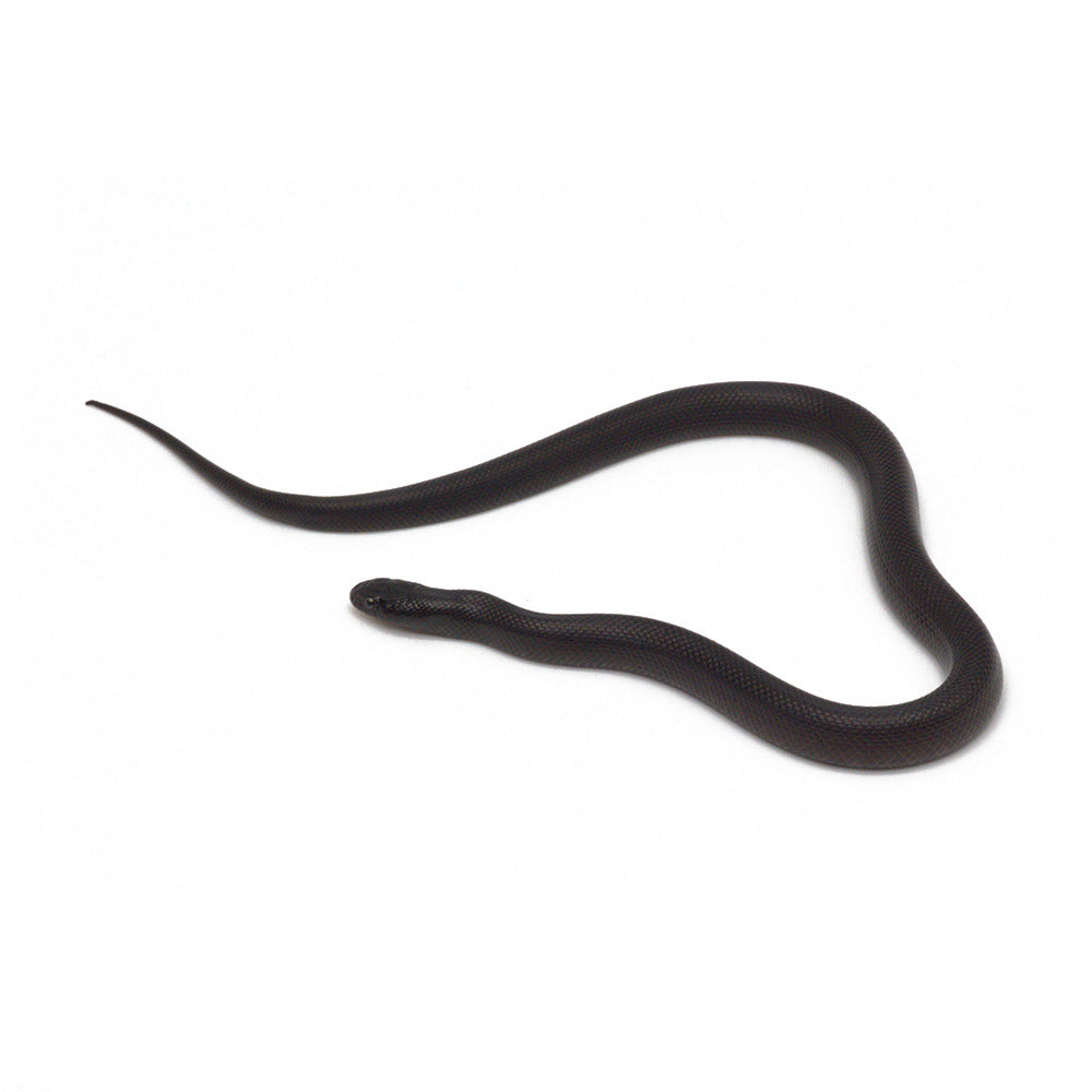 Black Mexican Kingsnake