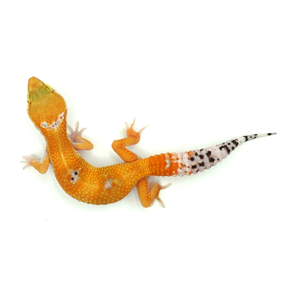 Sunglow Leopard Gecko