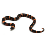 Halloween Pueblan Milk Snake