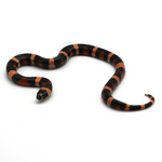 Halloween Pueblan Milk Snake