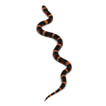 Halloween Pueblan Milk Snake