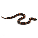 Halloween Pueblan Milk Snake