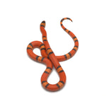 Hypo Tangerine Honduran Milk Snake
