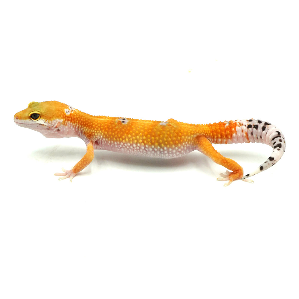 Sunglow Leopard Gecko