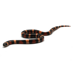 Halloween Pueblan Milk Snake