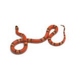 Hypo Tangerine Honduran Milk Snake