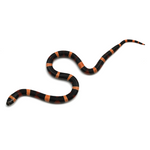 Halloween Pueblan Milk Snake