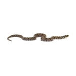Mandarin Rat Snake
