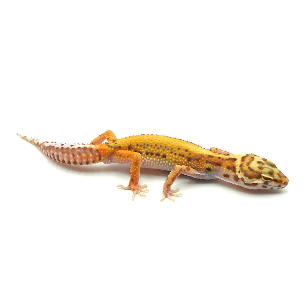 Stripe Albino Leopard Gecko