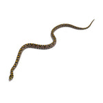 Mandarin Rat Snake