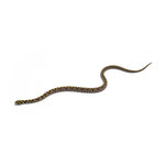 Mandarin Rat Snake