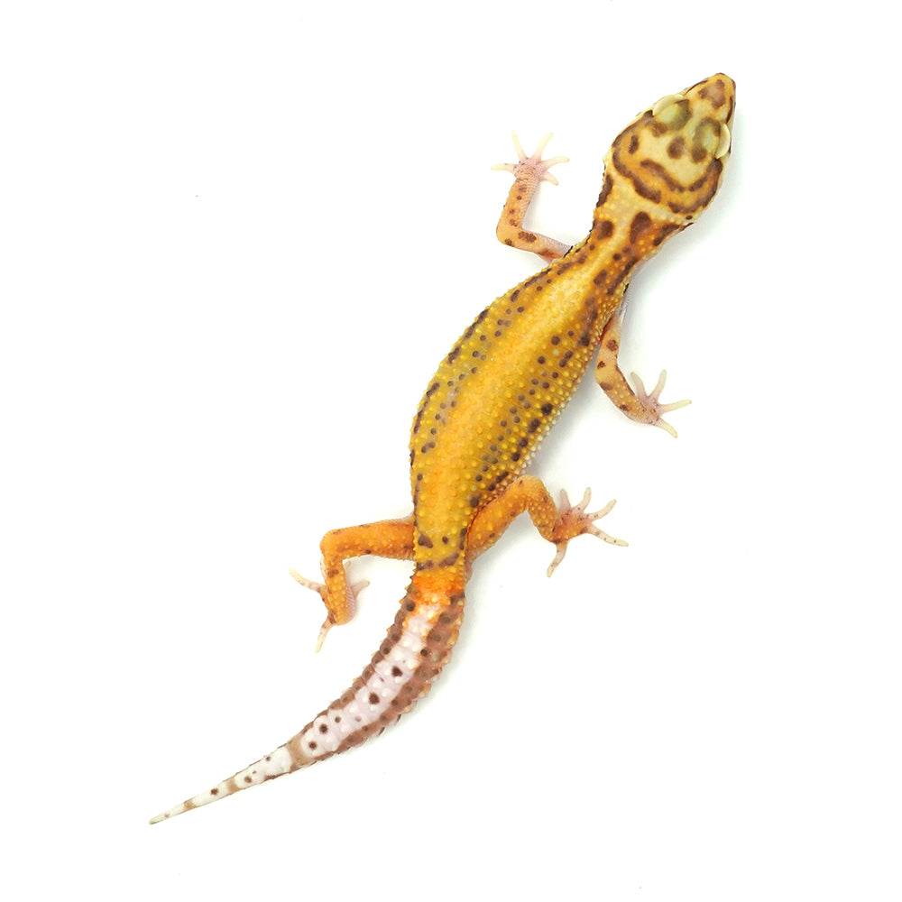Stripe Albino Leopard Gecko
