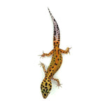 Tangerine Leopard Gecko