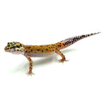 Tangerine Leopard Gecko
