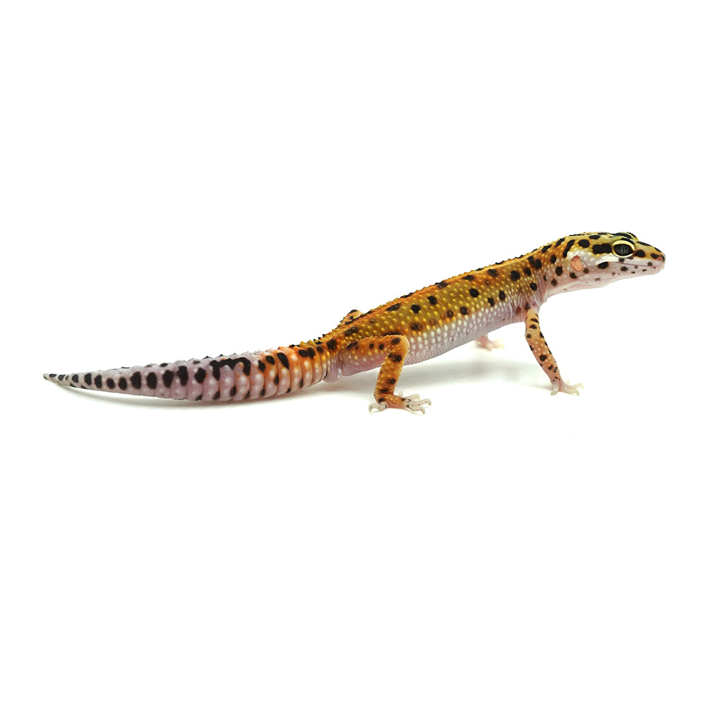 Tangerine Leopard Gecko