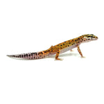 Tangerine Leopard Gecko