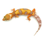 Super Hypo Tangerine Carrot Tail Leopard Gecko