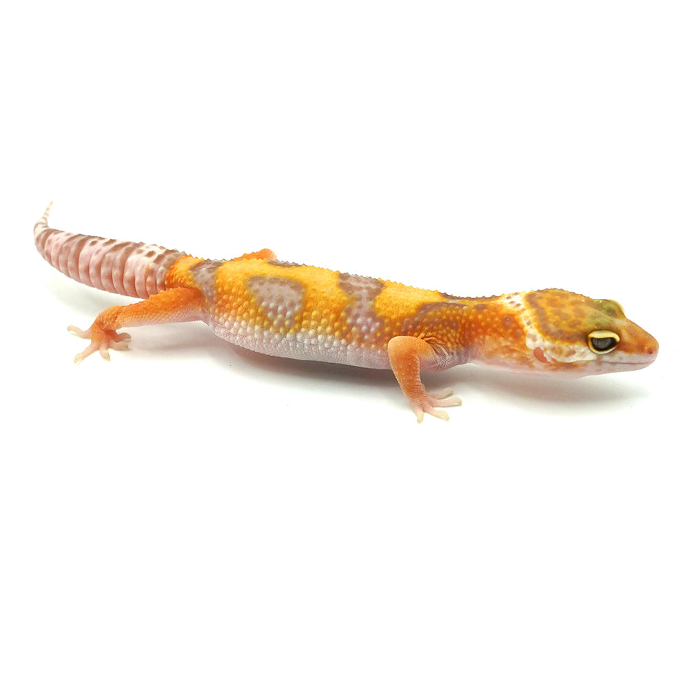 Super Hypo Tangerine Carrot Tail Leopard Gecko