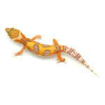 Super Hypo Tangerine Carrot Tail Leopard Gecko