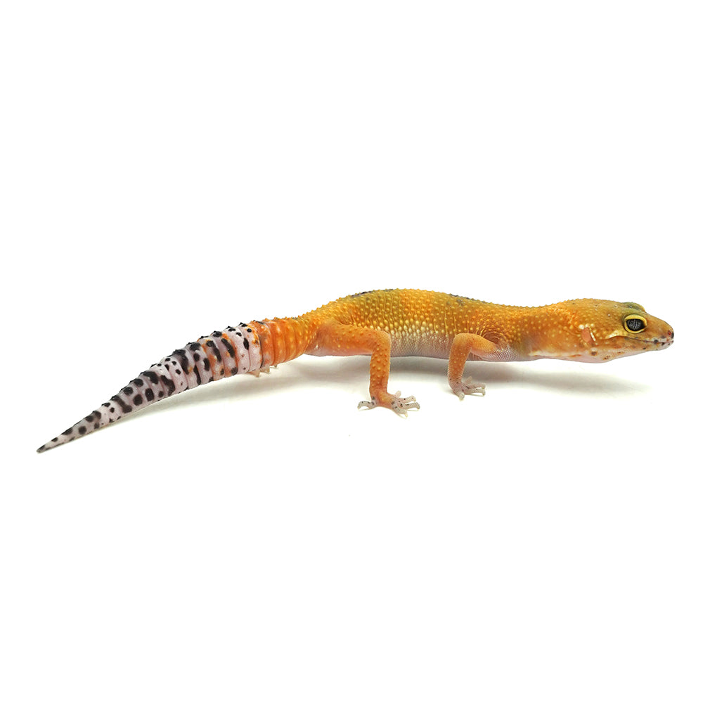 Tangerine Albino Leopard Gecko