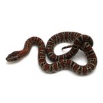 Granite Mexican Kingsnake