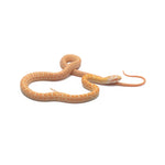 Albino Japanese Rat Snake