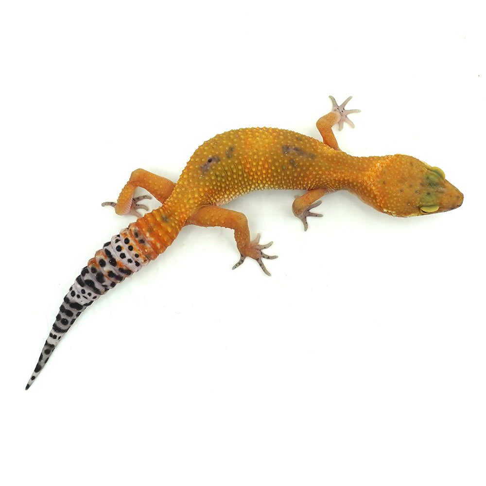 Tangerine Albino Leopard Gecko