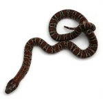 Granite Mexican Kingsnake