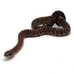Granite Mexican Kingsnake