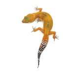 Tangerine Albino Leopard Gecko