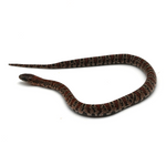 Granite Mexican Kingsnake