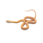 Albino Japanese Rat Snake