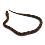 Granite Mexican Kingsnake