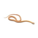 Albino Japanese Rat Snake