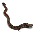 Granite Mexican Kingsnake