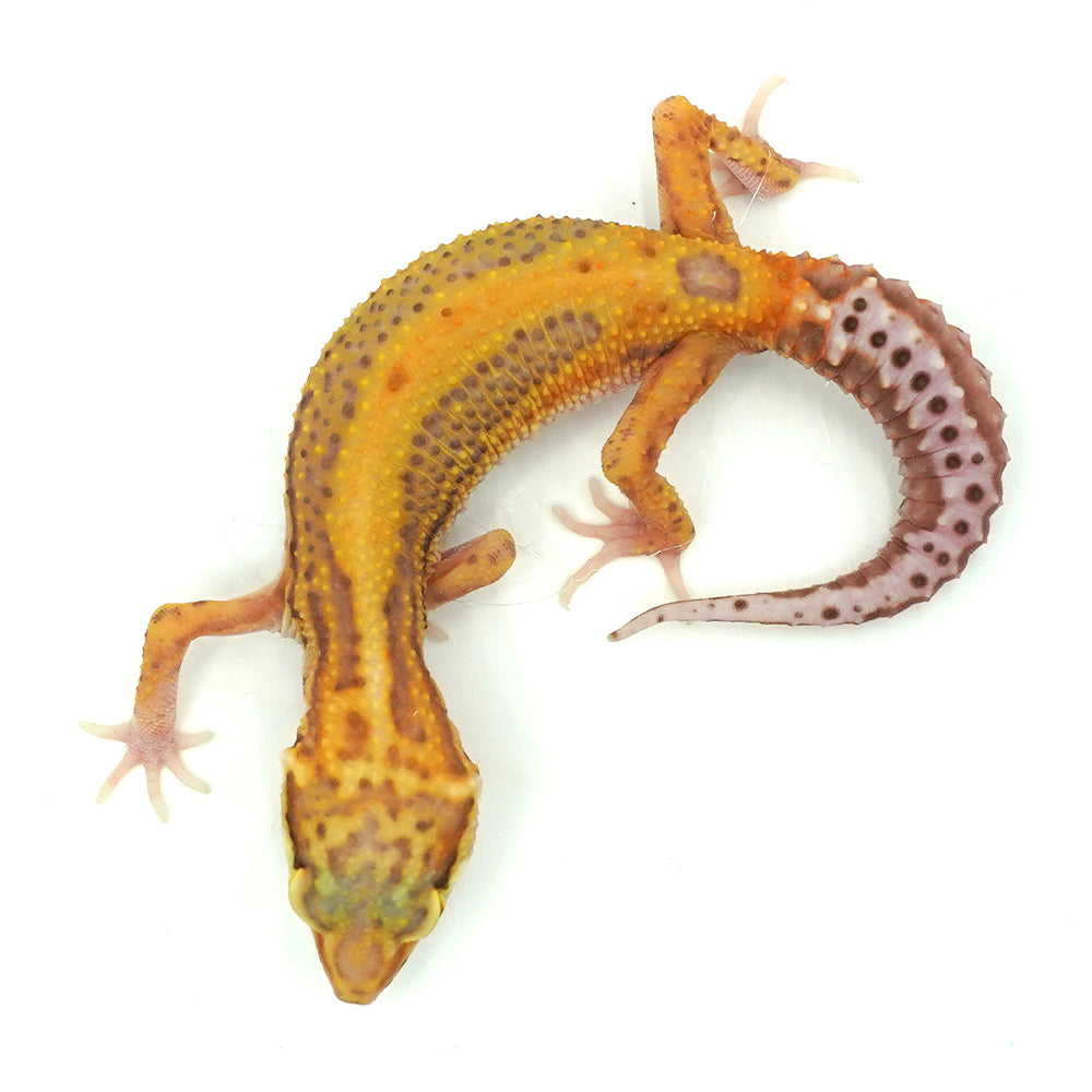 Stipe Albino Leopard Gecko