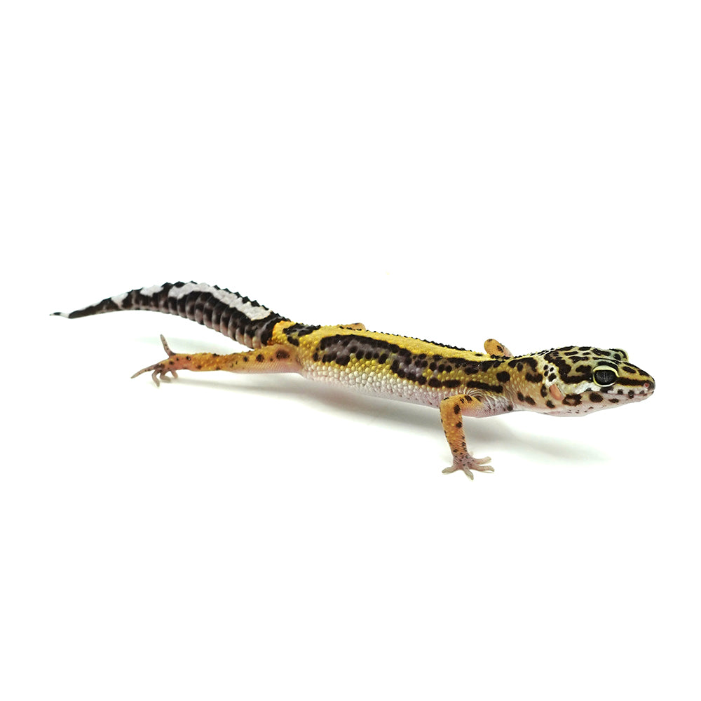 Stripe Leopard Gecko