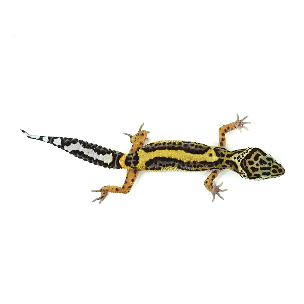 Stripe Leopard Gecko