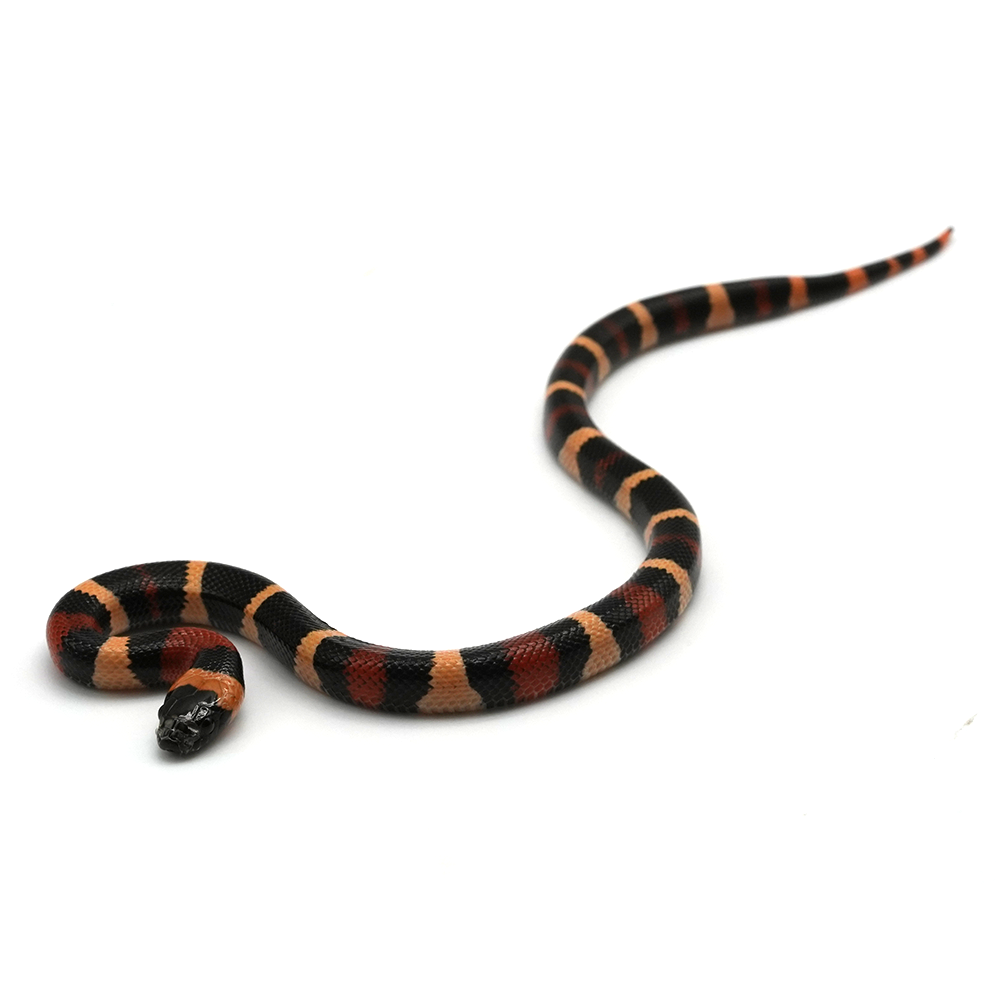 Apricot Pueblan Milk Snake